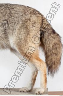 Wolf leg photo reference 0001
